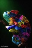 chameleon-gbpic-3